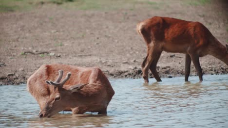 Thirsty-short-tailed-red-deer-drinking-water-in-a-water-stream