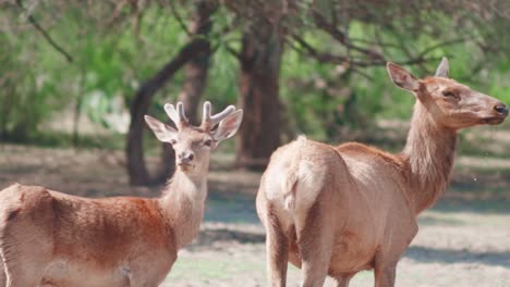Two-short-tailed-red-deer-walking-looking-back-in-the-natural-habitat-of-the-park,-Long-ears-of-the-red-deer-protruding-in-the-ear-as-they-walk-looking-back-in-the-forest