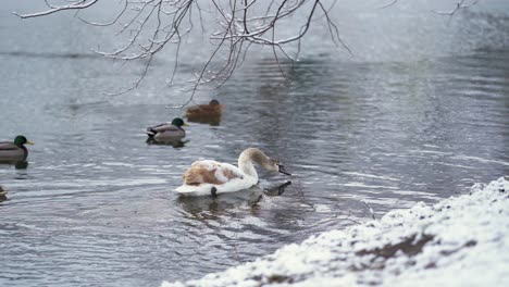 A-young-swan-in-the-company-of-a-few-ducks-is-gracefully-swimming-along-the-shore-of-a-winter-pond