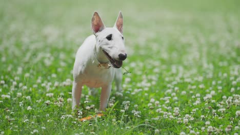 A-cute-white-bull-terrier-puppy-standing-in-the-lush-green-grass,-a-cloverleaf-stuck-to-her-tongue