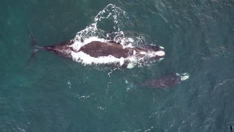 Drone-aerial-sky-shot-of-Southern-right-whale-in-Pacific-Ocean-with-baby-calf-off-Central-Coast-tourism-marine-life-Wamberal-NSW-Australia-4K