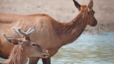 Young-male-red-deer-with-short-horns-in-the-river,-well-matured-female-red-deer-drinking-water-in-the-river-with-its-baby-young-male-red-deer-with-the-four-short-horns