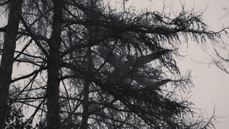 A-silhouette-of-the-passenger-plane-against-the-pale-grey-sky,-seen-through-the-dark-tree-crowns