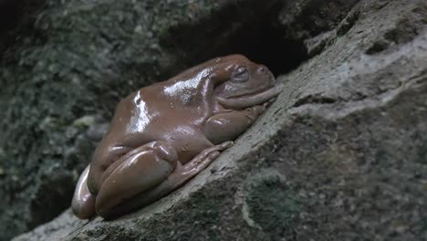 White's-Tree-Frog-Sleeping-On-A-Rock