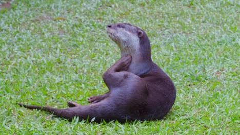 Lutrogale-Perspicillata-Mammal-Single-Smooth-Coated-Otter-Scratching-Itself---Close-up