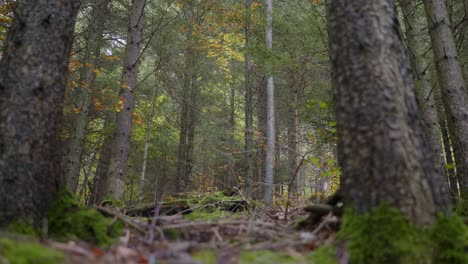 Ein-Waldboden-Im-Herbstwald