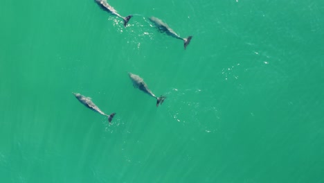 Drone-aerial-shot-of-dolphin-pod-slowly-swimming-in-crystal-clear-Ocean-water-Shelly-Beach-Central-Coast-tourism-NSW-Australia-4K