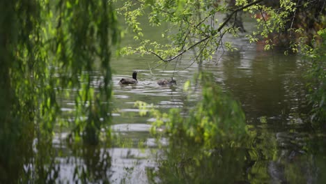Ein-Entenpärchen-Schwimmt-Im-Teich,-Frisst-Wasserlinsen,-Taucht-Unter-Die-Wasseroberfläche