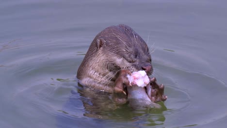 River-Smooth-Coated-Otter-Feeding-On-A-Fish---Close-up