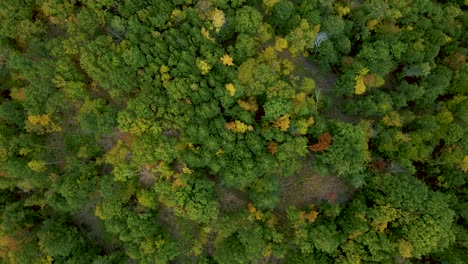 Lush-Dense-Forest-in-New-England-Wilderness---Top-Down-Aerial-Overhead-View