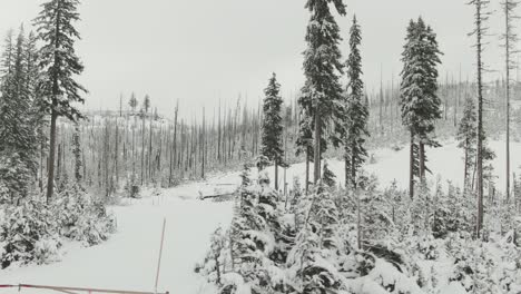 4k-Schneebedeckte-Tote-Bäume-Aus-Der-Luft-Im-Winterdrohnen-LKW-Von-Links-Nach-Rechts
