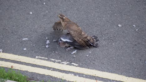 Sparrowhawk-ripping-feathers-off-struggling-pigeon-on-side-of-street