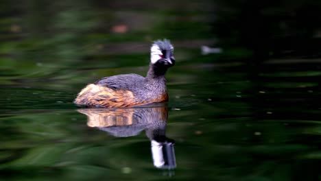 A-cute-White-tufted-grebe-swimming-fast-on-a-pond-and-looking-around