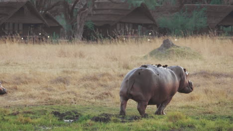 A-mother-and-calf-hippo-running-across-the-wet-grassland---wide-pan