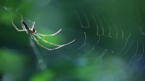 Detail-of-a-spider-with-soft-focus-on-a-green-background-in-the-wild