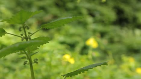 Kameraschwenk-Zu-Einer-Brennnesselpflanze-Im-Wald-Mit-Sonnigem-Hintergrund-Und-Weichem-Fokus