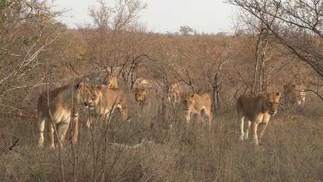 A-pride-of-lions-walk-through-the-bushveld-including-two-very-rare-white-lions