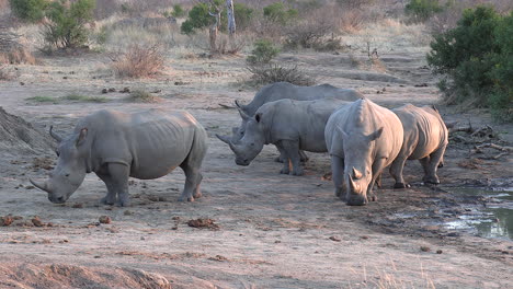 A-crash-of-Southern-White-Rhino-hanging-out-near-a-water-source-in-the-late-afternoon