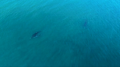 Whales-migrating-to-the-feeding-area-after-get-birth-in-Peninsula-Valdes---Aerial-wide-shot