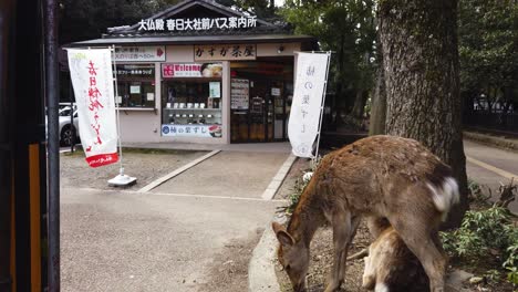 Nara-Deer-feeding-in-the-city-after-decline-in-tourism-in-Japan