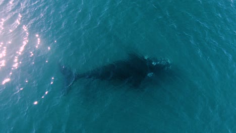Southern-Right-Whale-Swimming-under-clear-water---Aerial-birdseye-view
