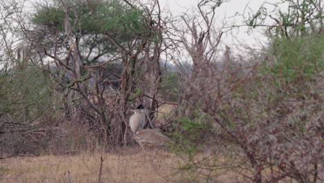 Kori-Bustard-Walking-Behind-The-Bare-Bushes-At-The-Savannah-In-Botswana---Panoramic-Shot