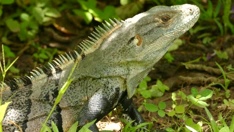 Close-up-of-pale-green-and-black-iguana-in-the-tropical-rain-forest-of-Costa-Rica