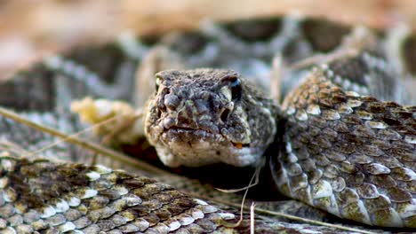 Western-Diamondback-Rattlesnake-closeup-shot-of-face
