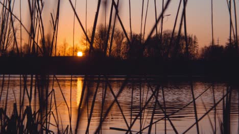 Timelapse-of-lake-and-reeds-at-sunset-during-golden-hour