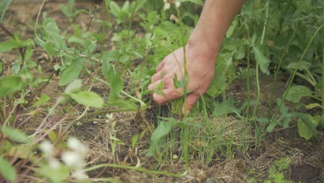 Pulling-small-carrots-from-soil-to-transplant-elsewhere