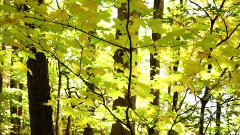 Gelbe-Ahornblätter-Und-Baumstämme-Im-Herbst