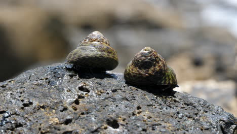 Two-Sea-Snails-Crawling-on-a-Rock-Ocean-Waves-Background-Blur-Close-Up