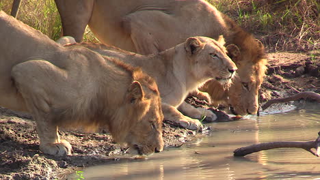 Löwen-Trinkwasser-In-Ihrem-Natürlichen-Lebensraum-An-Einem-Flachen-Wasserloch-In-Afrika