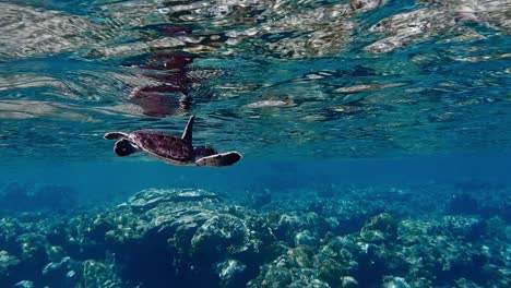 Sideways-View-Of-A-Beautiful-Baby-Green-Sea-Turtle-Swimming-Over-Coral-Reefs---slow-motion---underwater-shot