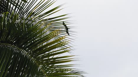 Seagull-flying-overhead-with-palm-tree-leaves-blowing-in-the-wind