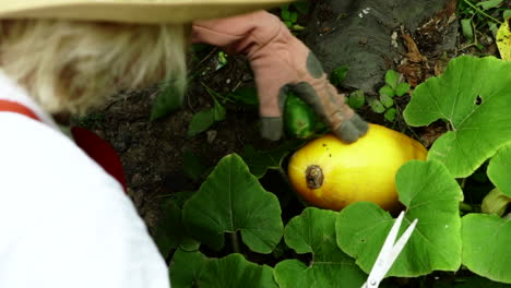 Woman's-Hands-With-Gloves-Holding-Scissors-And-A-Cucumber-Touches-Smooth-Yellow-Pumpkin-Ready-For-Harvesting-In-The-Garden-In-Centerville,-Ohio---overhead-slowmo-shot
