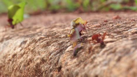 Ameisen-Tragen-Blätter-Auf-Dem-Boden