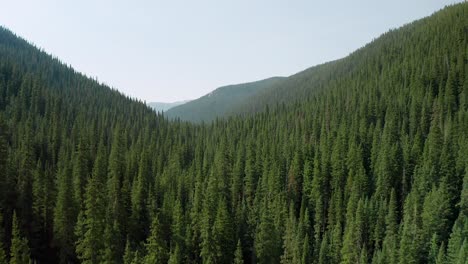 Aerial-footage-rising-over-a-vast-evergreen-forest-in-Colorado