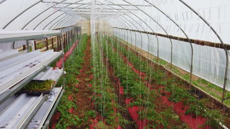 Das-Gewächshaus-Des-Armen-Mannes,-In-Dem-Junge-Tomatenpflanzen-Angebaut-Und-Gepflegt-Werden