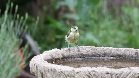 Fledgling-Blue-Tit-Cyanistes-caeruleus-drinking-from-garden-bird-bath