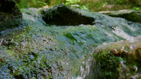 Slow-forward-close-up-shot-of-flowing-fresh-water-stream-with-green-alga-in-slow-motion