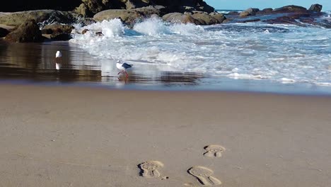 Seagulls-are-scared-and-running-away-from-mighty-ocean-waves-in-slow-motion