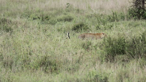 Leopardos-Madre-Y-Cachorro-Caminando-Por-La-Hierba-Alta