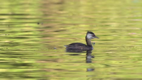 Close-view-of-white-tufted-grebe-swimming-and-diving-in-greenish-water