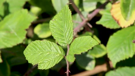 Shape-of-the-veined-leaves-of-the-bramble-bush-on-which-blackberries-grow-and-are-foraged