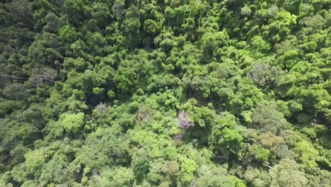 Lush-palm-tree-foliage-rain-forest-Koh-Chang-Thailand-birdseye-aerial-view