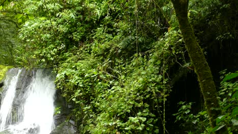 Waterfall-in-a-tropical-rain-forest-with-small-exotic-birds-flying-around-the-trees