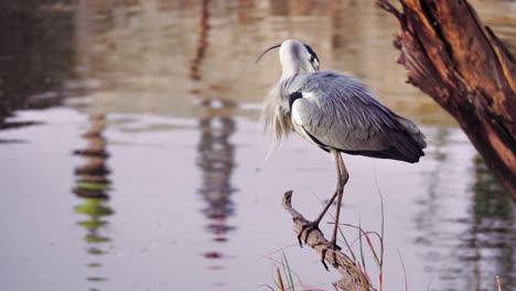 Grey-Heron-Perching-On-A-Piece-Of-Wood-Near-A-Lake-In-Botswana---Closeup-Shot