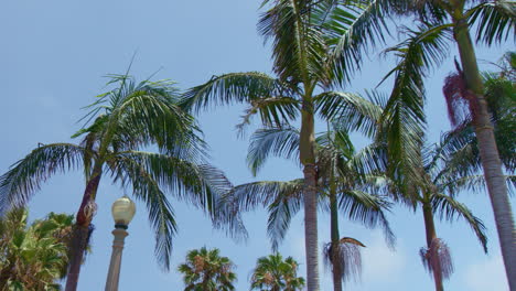 Slow-Motion-Looking-Upwards-at-Palm-Trees-Swaying-Gently-on-Bright-Sunny-Day-in-Southern-California-Neighborhood