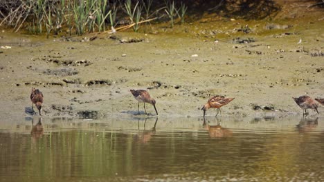 Shore-birds-walking-up-and-down-feeding-on-muddy-shoreline